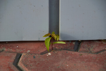 the plant is breaking through the tile