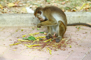squirrel on the tree