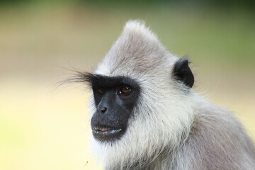close up of a baboon