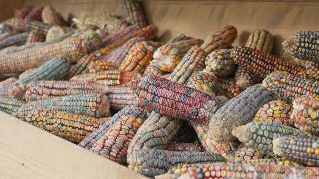 A bunch of colorful cobs of ornamental corn also known as Indian corn lying in a wooden box. Fall season themed footage.