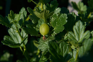 gooseberry in the garden