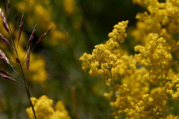 yellow flowers in the garden
