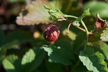 strawberry