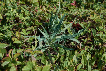 milkvetch among the strawberries
