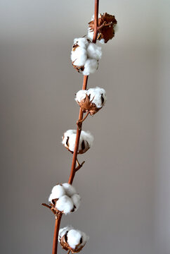 cotton flower growing against the background of a field