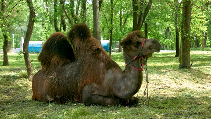 Bactrian camel grazing in the park