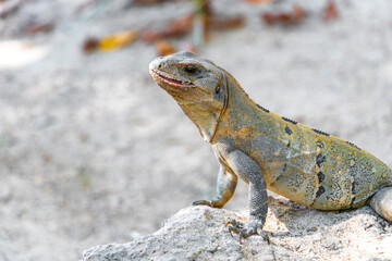 Iguana lizard gecko reptile on rock stone ground in Mexico.