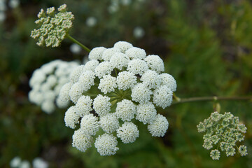 close up of a white flower