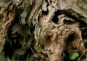 old tree stump as a background texture for artists