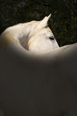 Obraz na płótnie Canvas Portrait of a white horse taken from behind on a dark background.