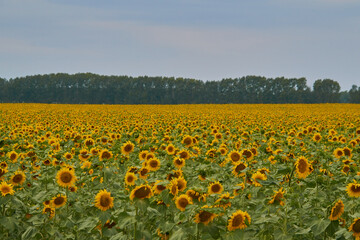 large field of sunflowers