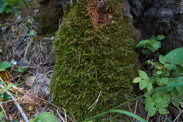 moss on tree