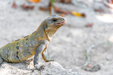 Iguana lizard gecko reptile on rock stone ground in Mexico.