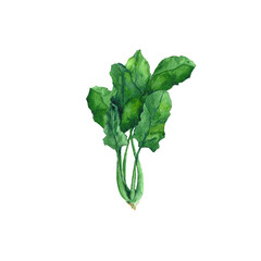 Spinach with stems, leaves and root. Watercolor botanical illustration of a bunch of fresh spinach. Herbs, fiber, vitamin C, healthy food