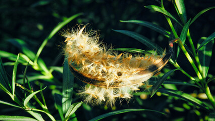 dried wild carrot flowers together with dried grass and spikelets beige on a blurred background