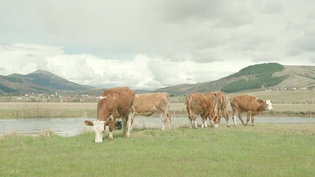 Cows pasture grass at meadow near river, dairycows 