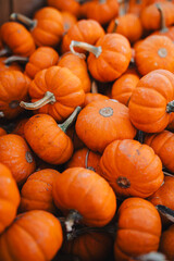 Baby Pumpkins Close Up 2