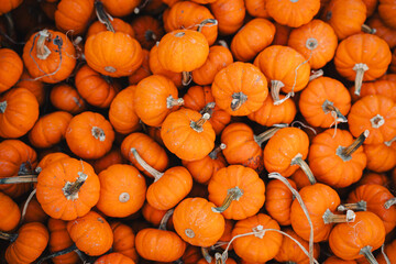 Small Pumpkins Close Up 2