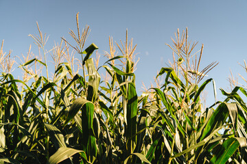 Corn Stalks in a Field Against Blue Sky