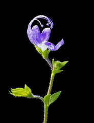 Macro view of blue curls flower