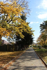 Naklejka premium A path with trees on either side