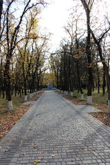 Fototapeta na wymiar A brick path with trees in the background