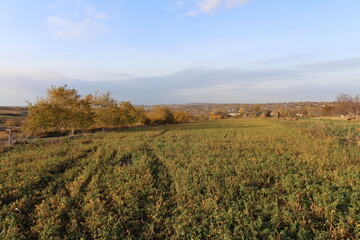 Fototapeta premium A field of green grass