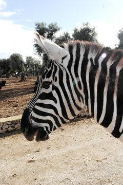 The side view of a zebra's head.