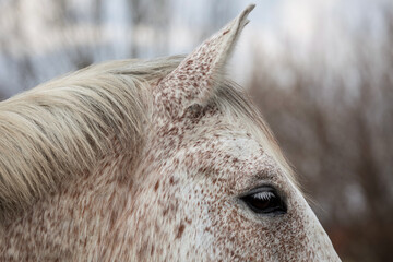 spotted horse head close up