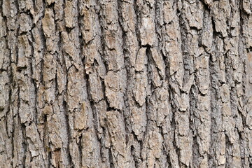 樹皮　(tree) bark