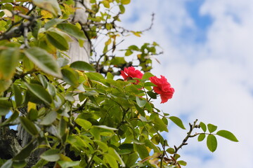 つるバラ　bitter melon (Momordica charantia)