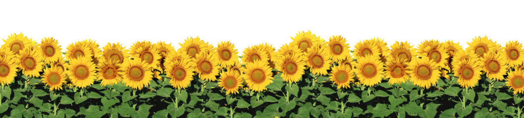 Sunflowers with Background Removed