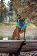 german boxer breed dog in a knitted scarf in the park