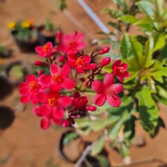 Fresh rosebuds on a rose bush in a botanical garden or park in spring or summer. The buds are...