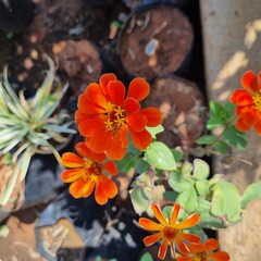 Fresh rosebuds on a rose bush in a botanical garden or park in spring or summer. The buds are...