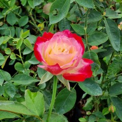 Fresh rosebuds on a rose bush in a botanical garden or park in spring or summer. The buds are...