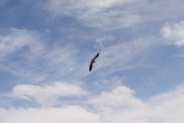 Fototapeta na wymiar Raven flying in a blue sky with some clouds
