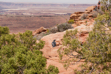 Raven on red rocks in Canyon lands National Park