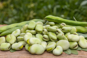 Broad bean or fava beans (Fave) on the close-up. From garden to table: springtime vegetables and...