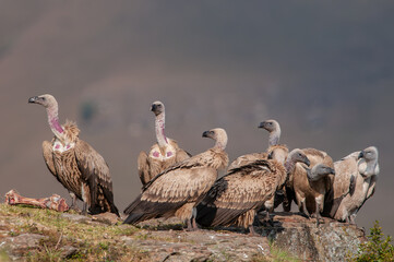 A Committee Of Vultures 
