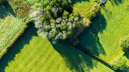 Aeiral top down landscape of a small wood surrounded by green fields. The trees cast a long shadow...