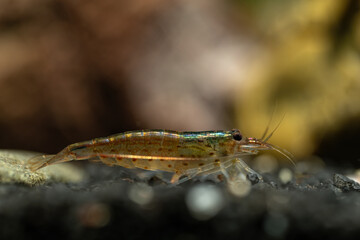 Japonica shrimp underwater in an aquarium.