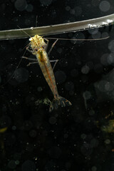 Japonica shrimp underwater in an aquarium.