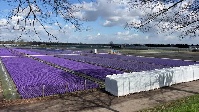 Freilandgel&auml;nde einer G&auml;rtnerei Gartenbau Produktion mit tausenden lila Anzuchtt&ouml;pfen und Pflanzenerde auf Paletten 