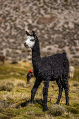 Fototapeta premium Alpaca in Pern near Arequipa and Misty volcano