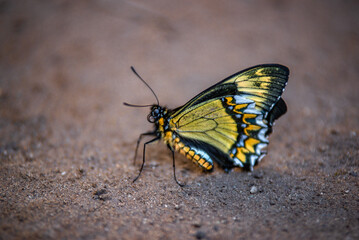 Fototapeta na wymiar Butterfly in Peru