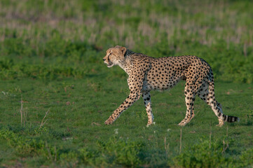 Cheetah On The Hunt