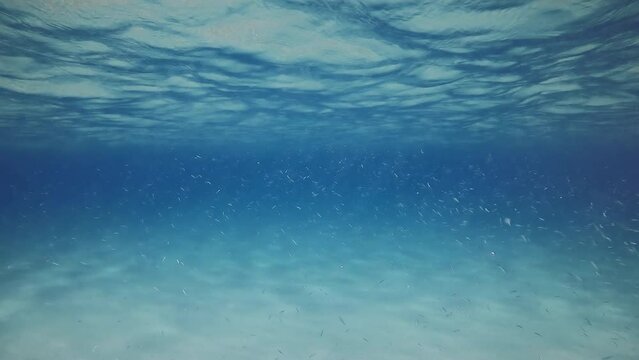 Many small fish swim below surface in blue water in shallow water
