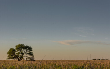 Un solitario árbol de caldén en el horizonte extenso de la provincia de La Pampa, Argentina