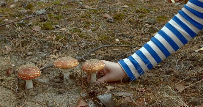 Female hand picking Amanita muscaria mushroom in the forest.